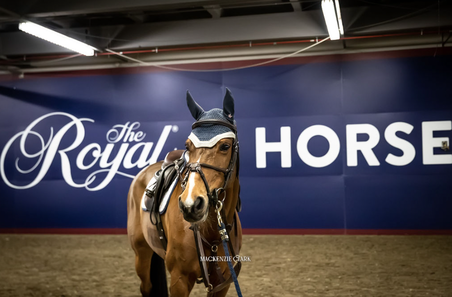 Royal Horse Show News • The Royal Agricultural Winter Fair